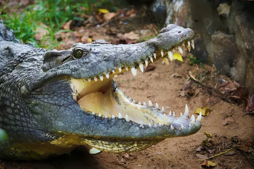 Ареал проживання алігаторів