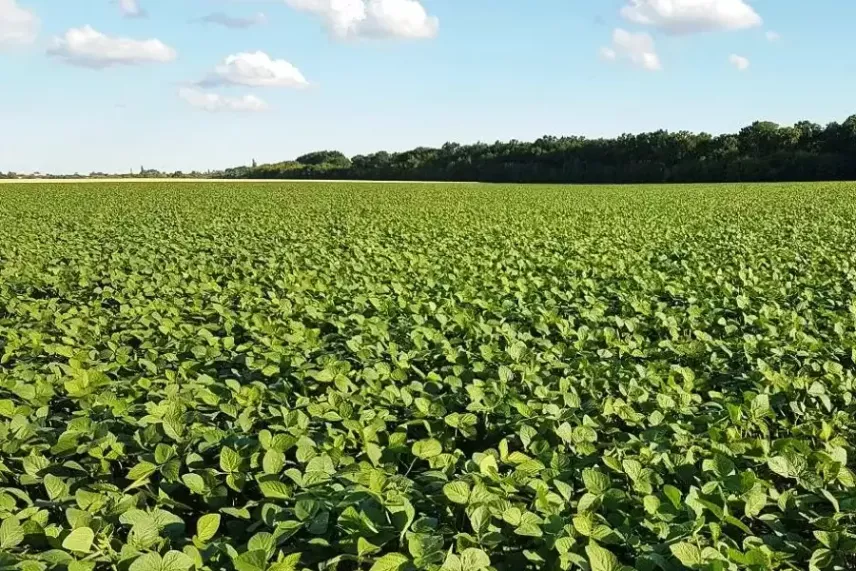 Что такое биоудобрения?