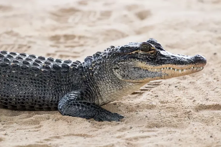 Происхождение и классификация кайманов