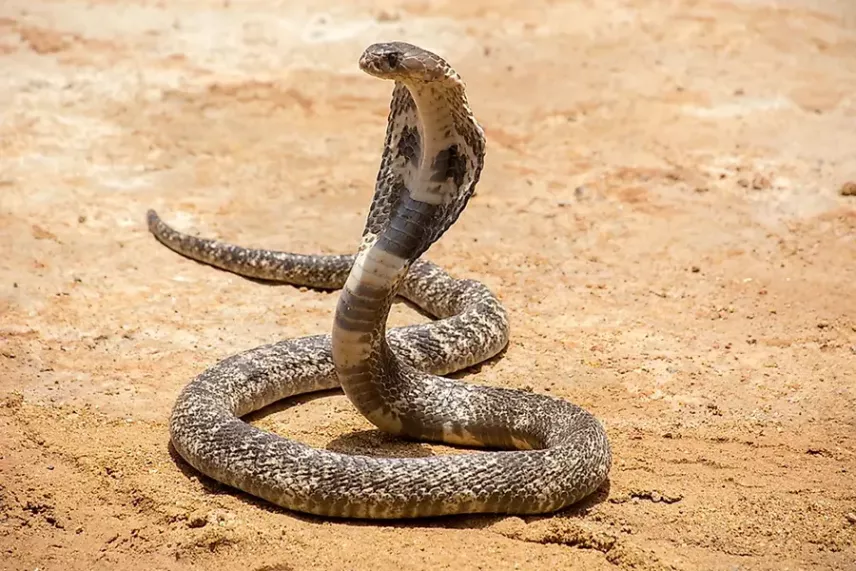 Cobra habitat