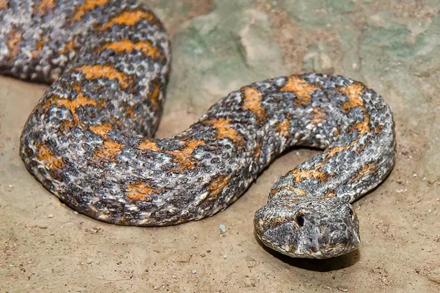 Фізичні особливості гюрзи