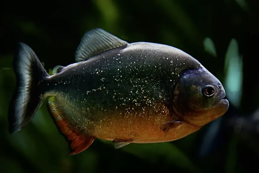 Среда обитания пираний