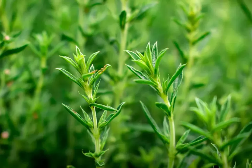 Пряність чабер